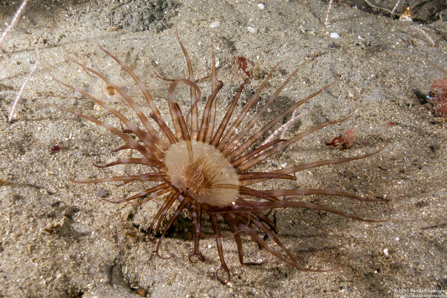 Pachycerianthus aestuari (Pachycerianthus Aestuari)
