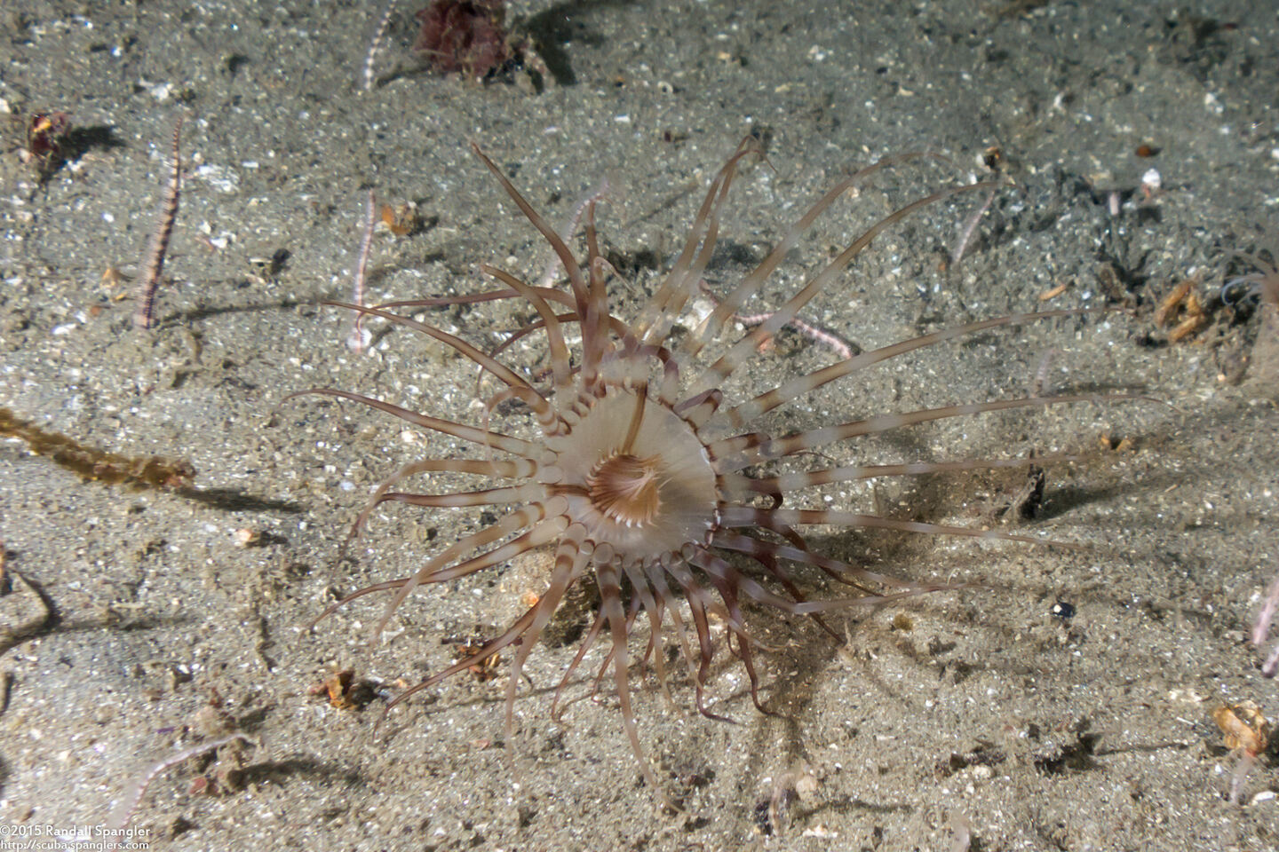 Pachycerianthus aestuari (Pachycerianthus Aestuari)