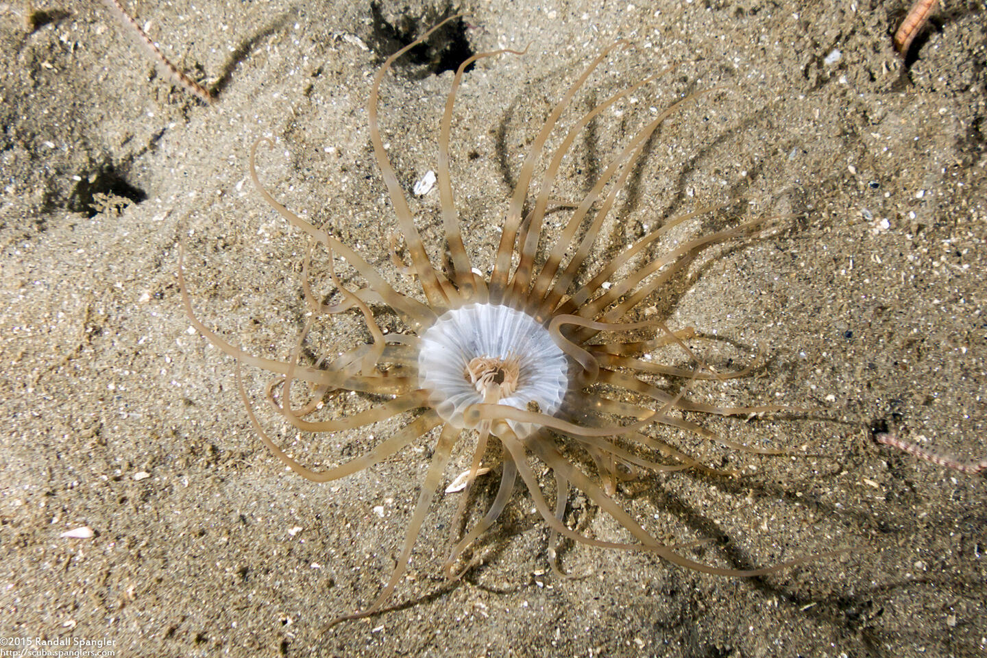 Pachycerianthus aestuari (Pachycerianthus Aestuari)