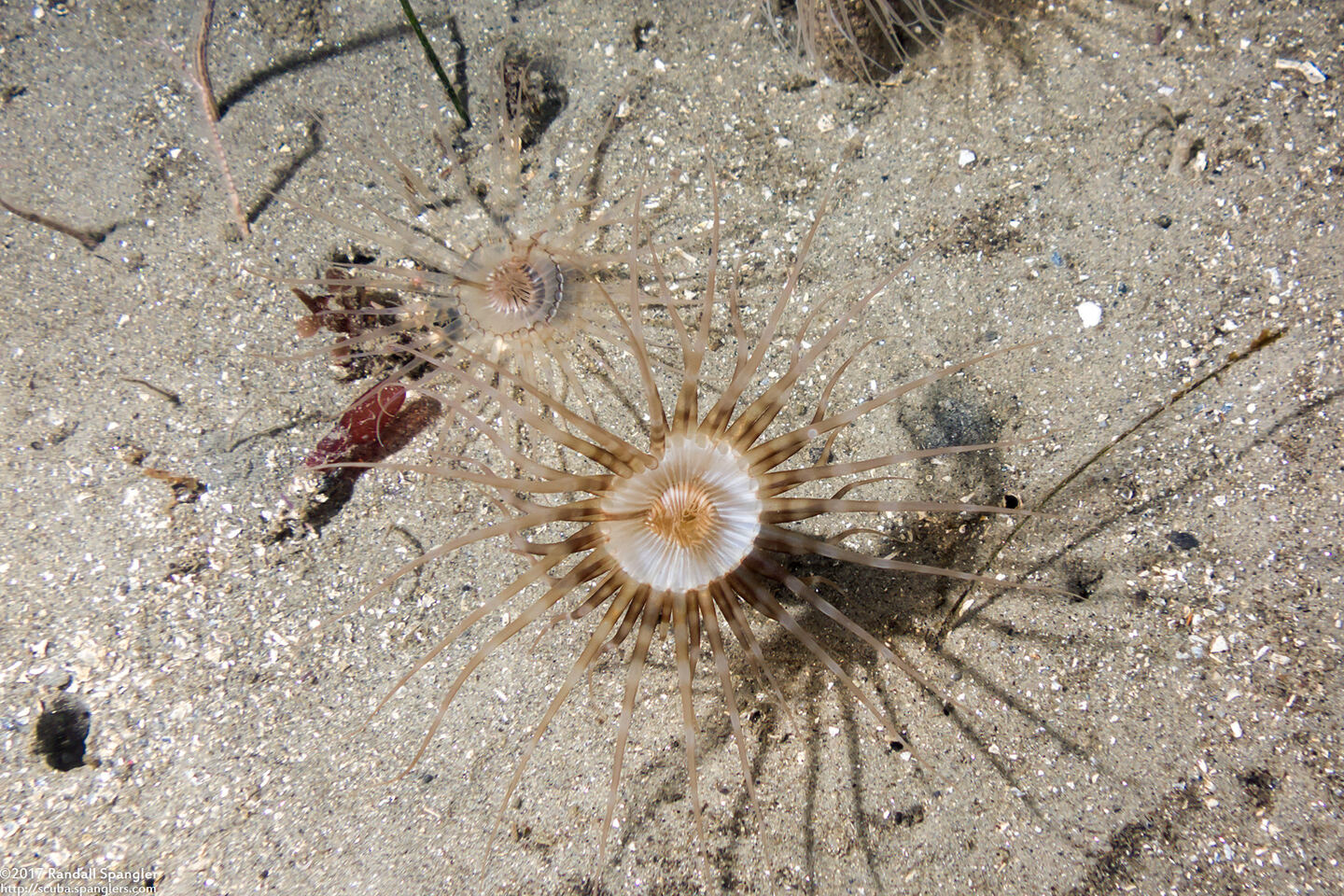 Pachycerianthus aestuari (Pachycerianthus Aestuari)