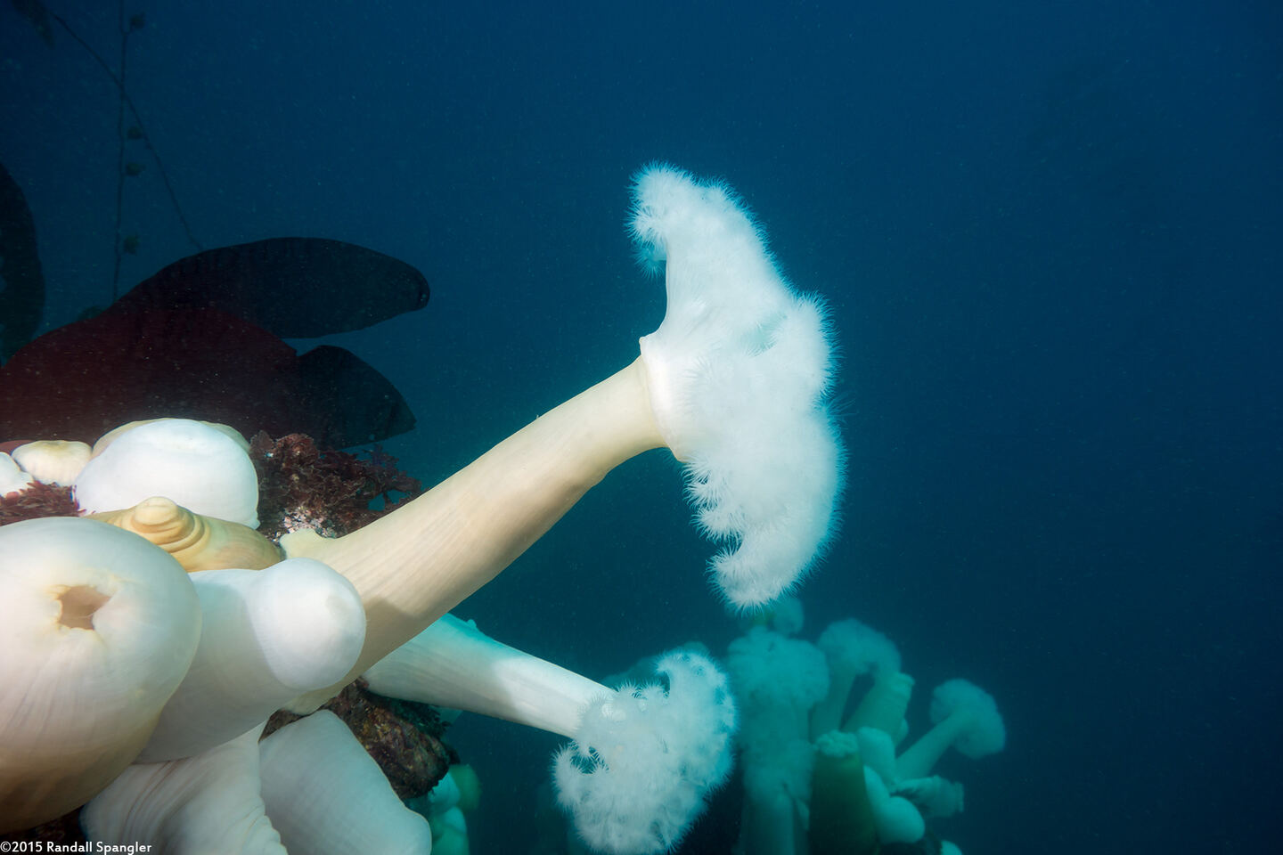Metridium farcimen (White-Plumed Anemone)