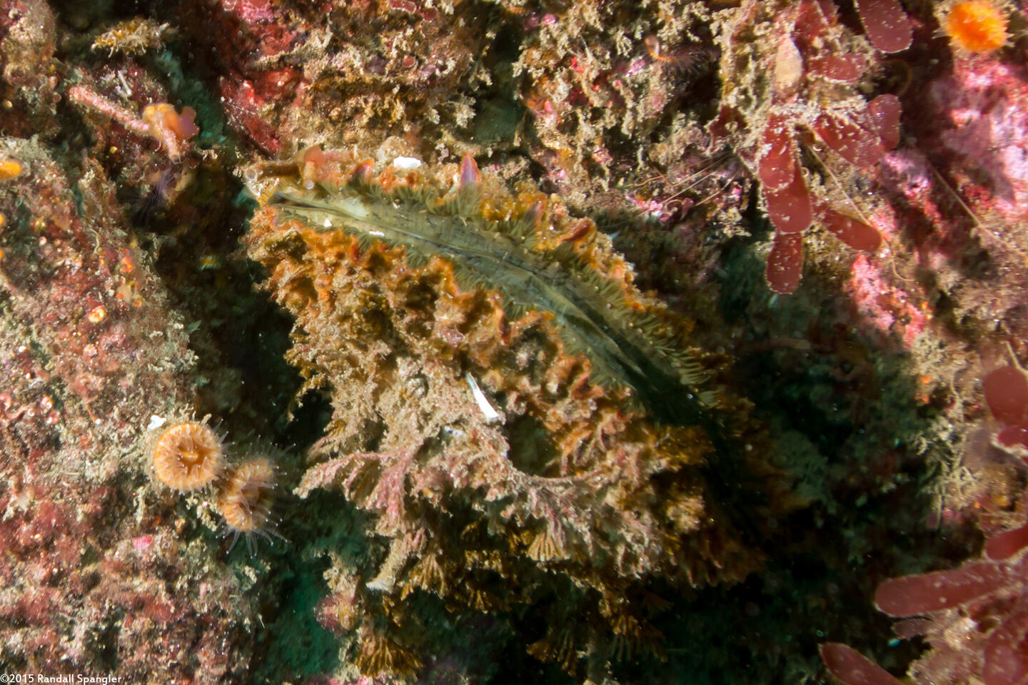 Crassadoma gigantea (Rock Scallop)