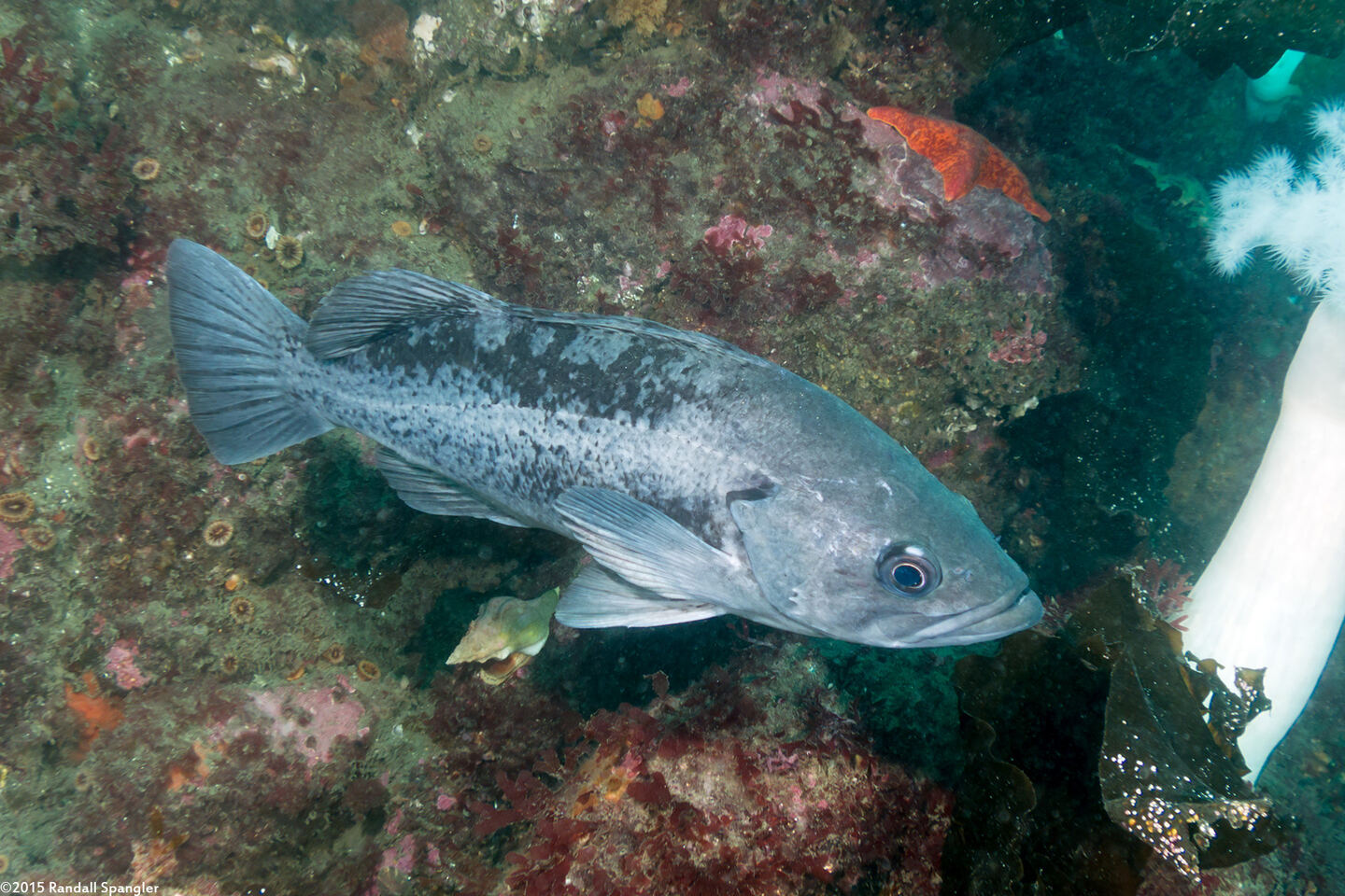 Sebastes melanops (Black Rockfish)