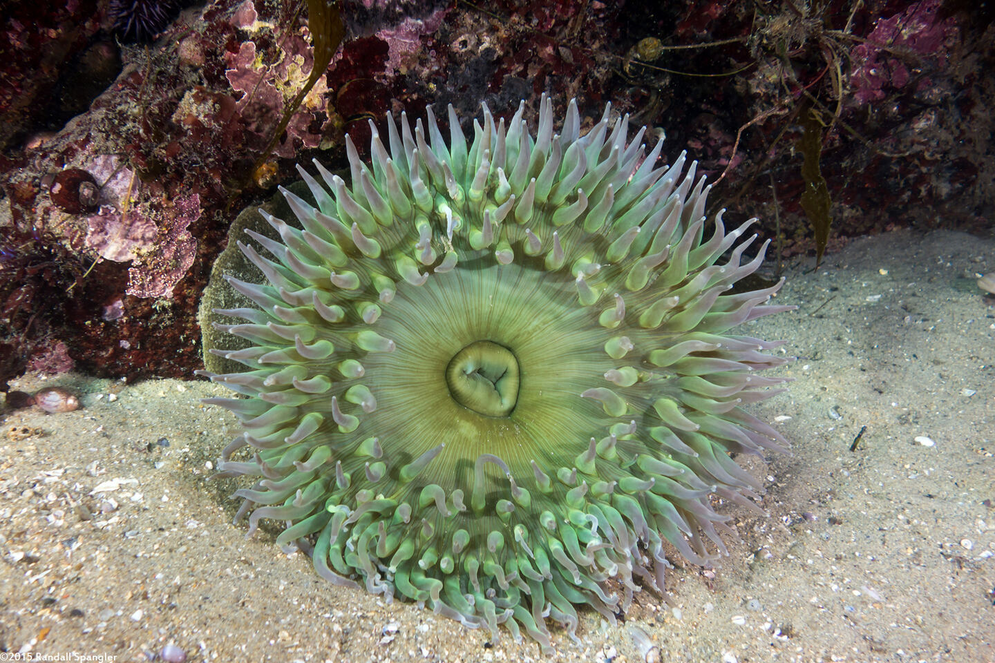 Anthopleura xanthogrammica (Giant Green Anemone)