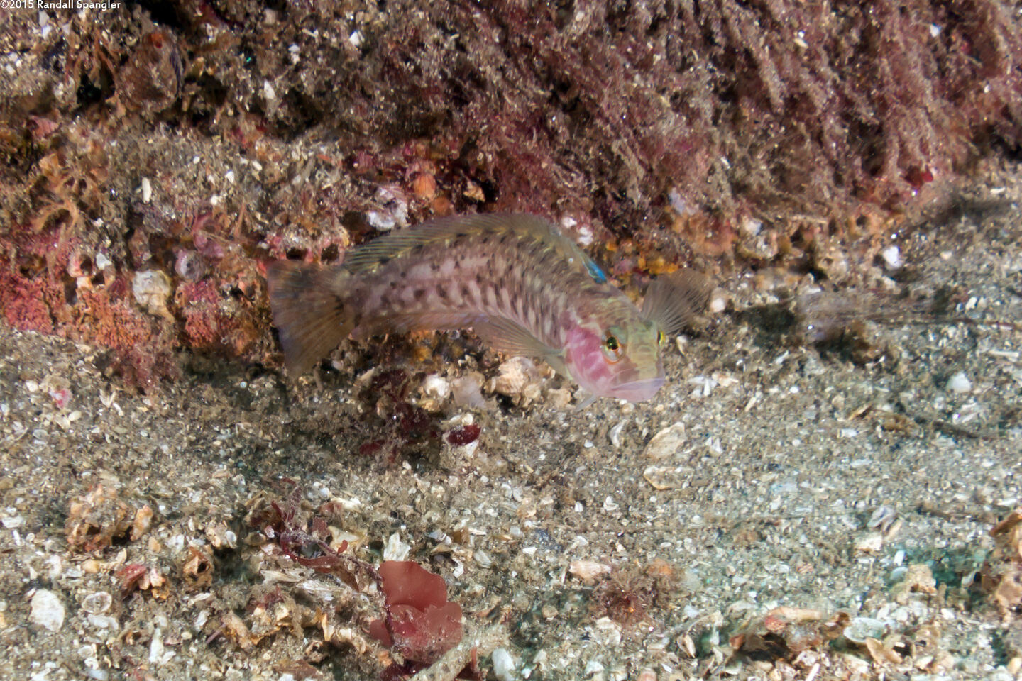 Rathbunella alleni (Stripefin Ronquil)