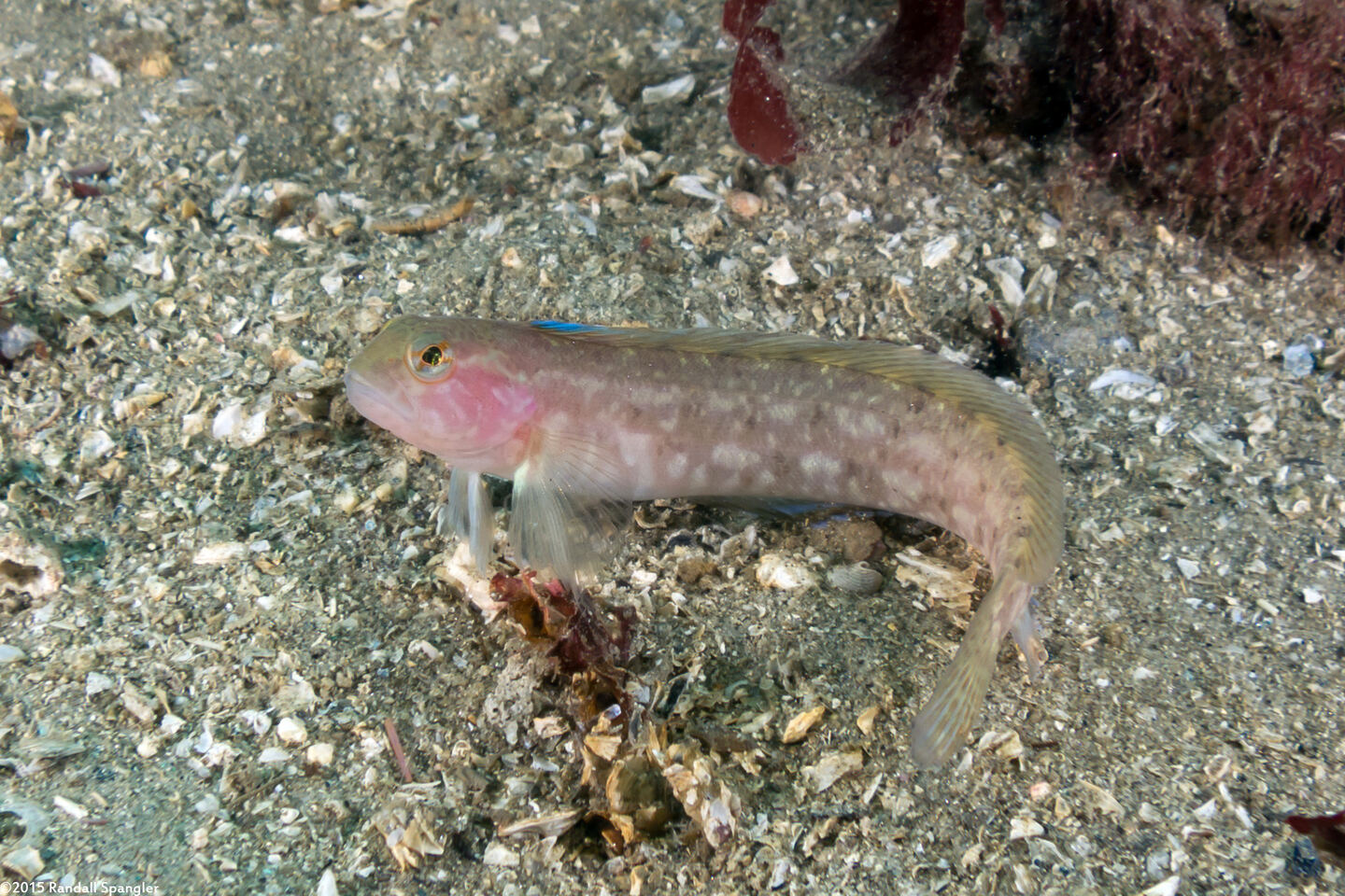 Rathbunella alleni (Stripefin Ronquil)