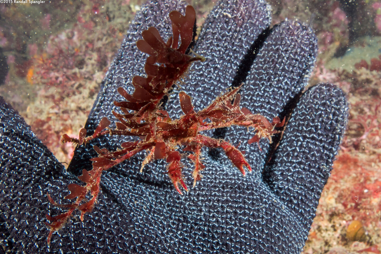 Oregonia gracilis (Graceful Decorator Crab)