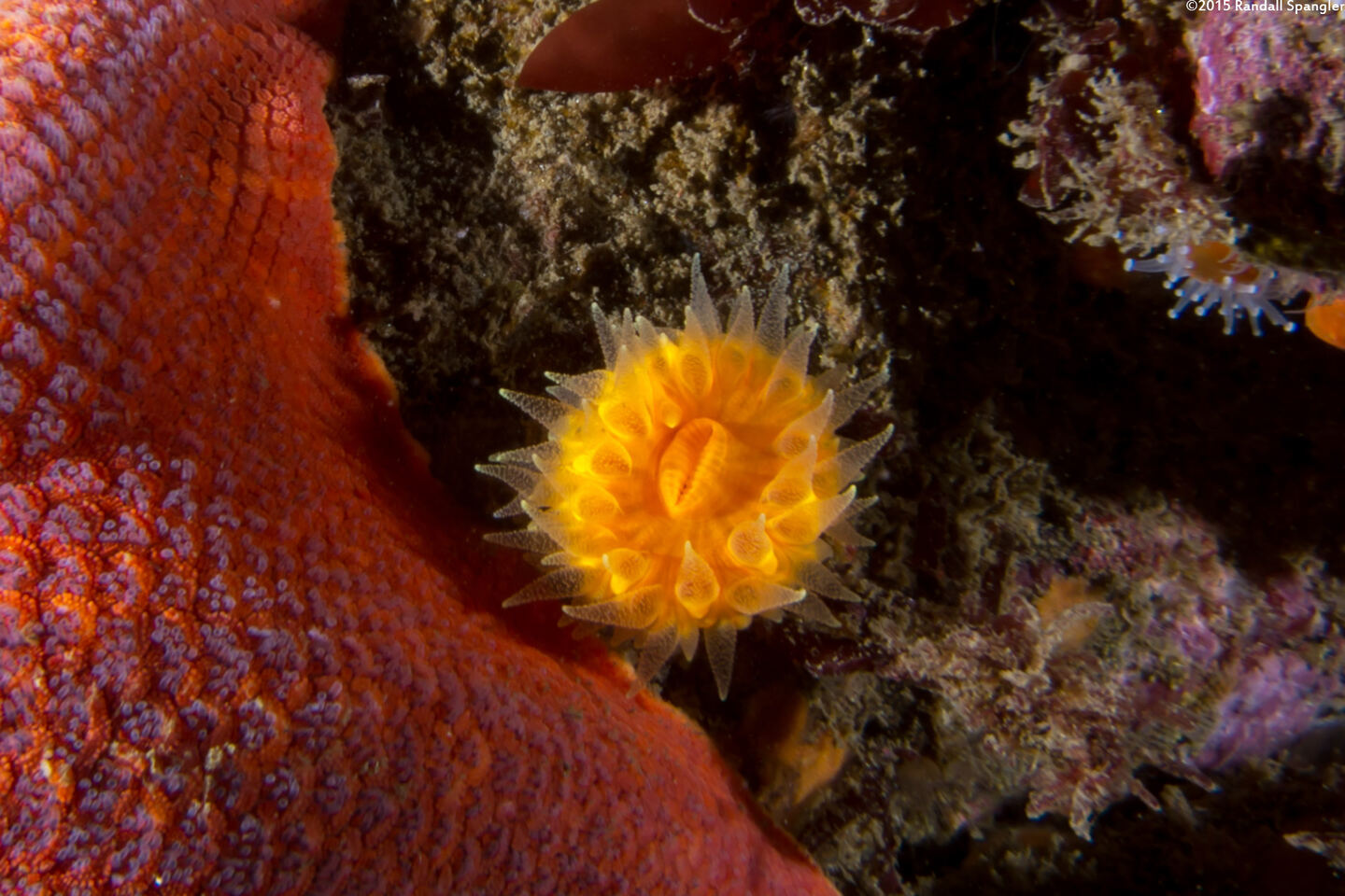 Balanophyllia elegans (Orange Cup Coral)