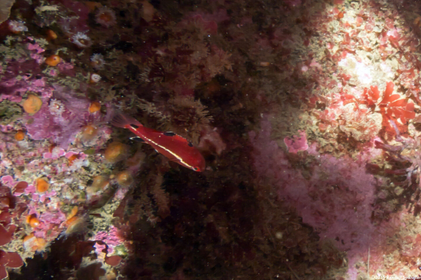 Semicossyphus pulcher (California Sheephead)
