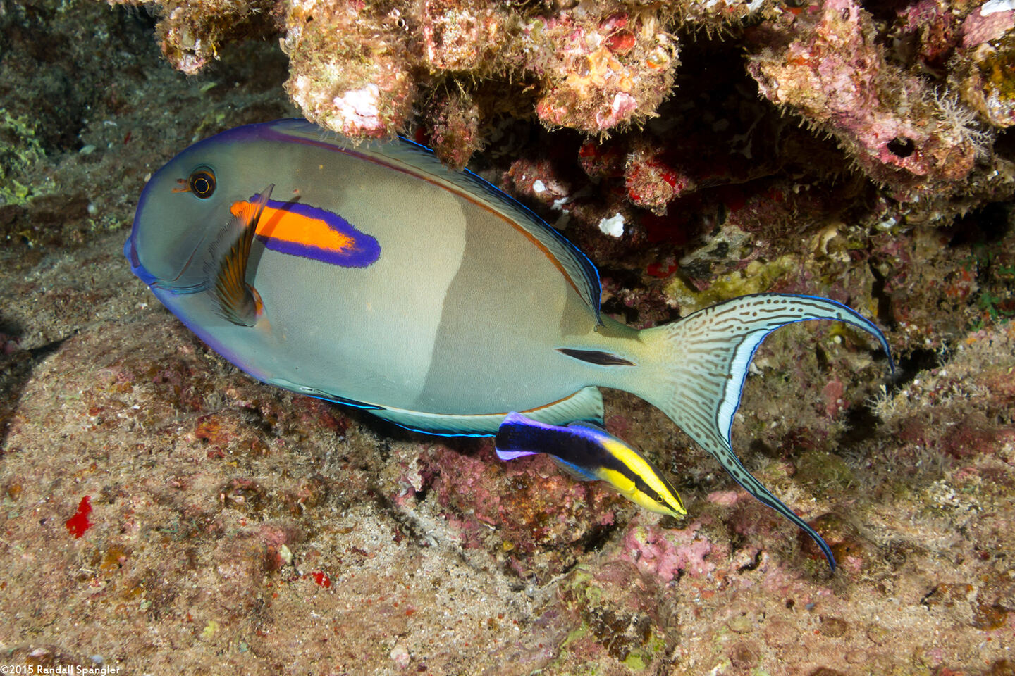 Acanthurus olivaceus (Orangeband Surgeonfish)