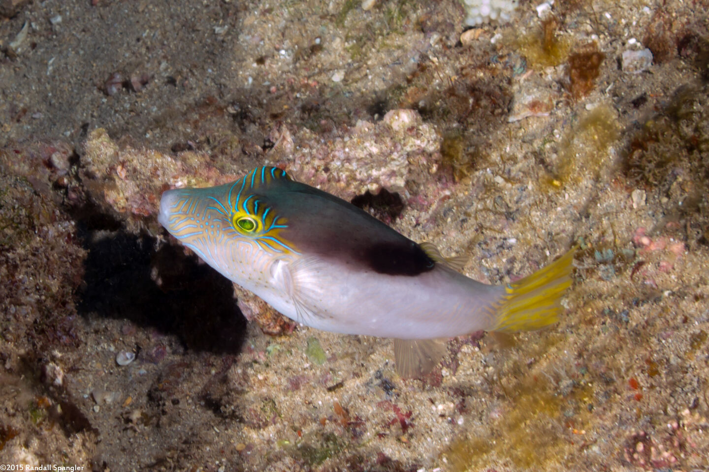 Canthigaster epilampra (Lantern Toby)
