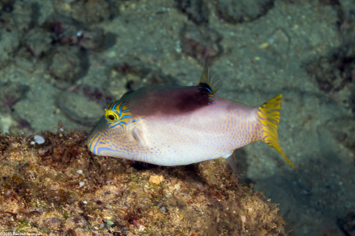 Canthigaster epilampra (Lantern Toby)