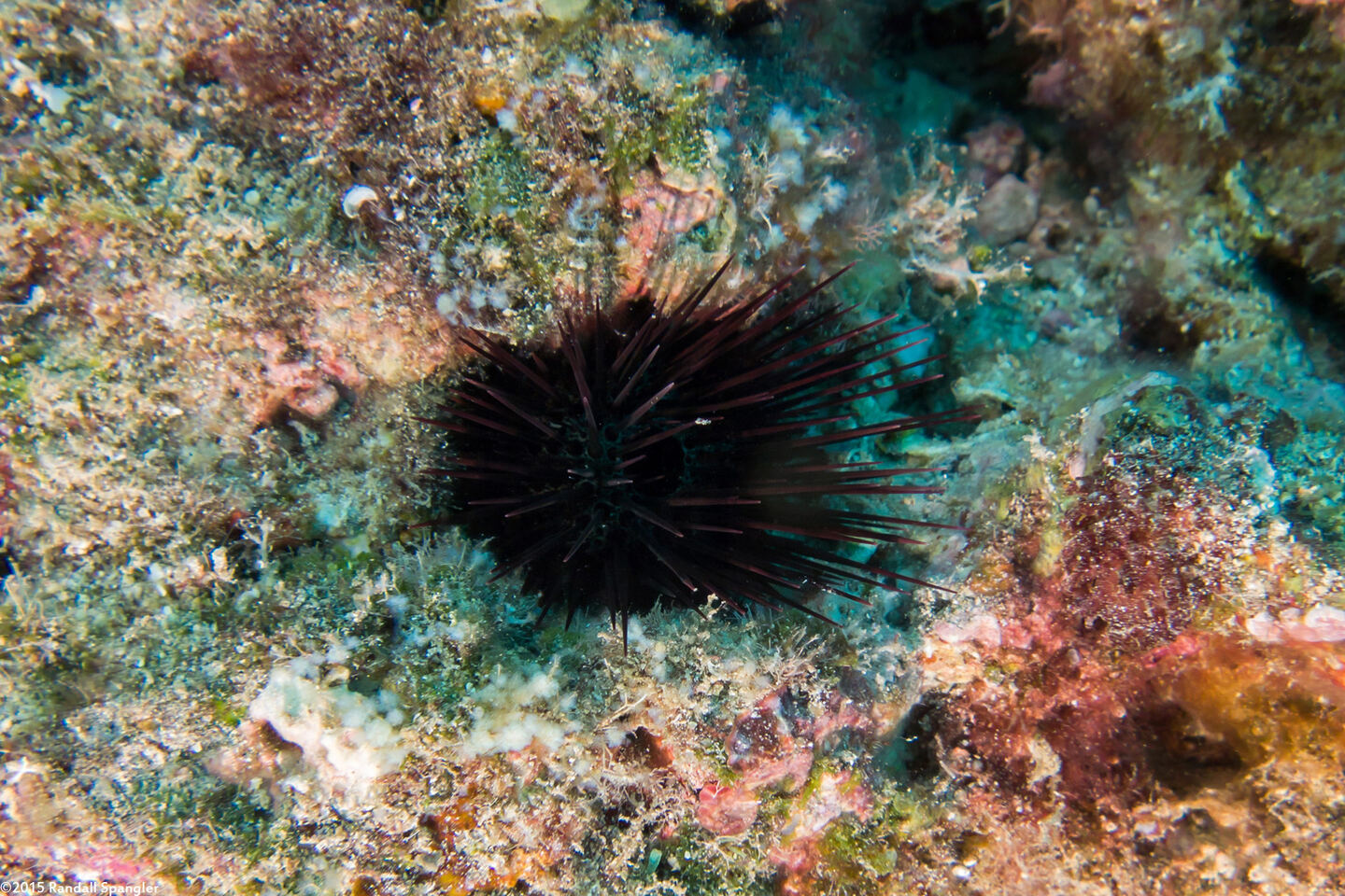 Echinostrephus aciculatus (Needle-Spined Urchin)