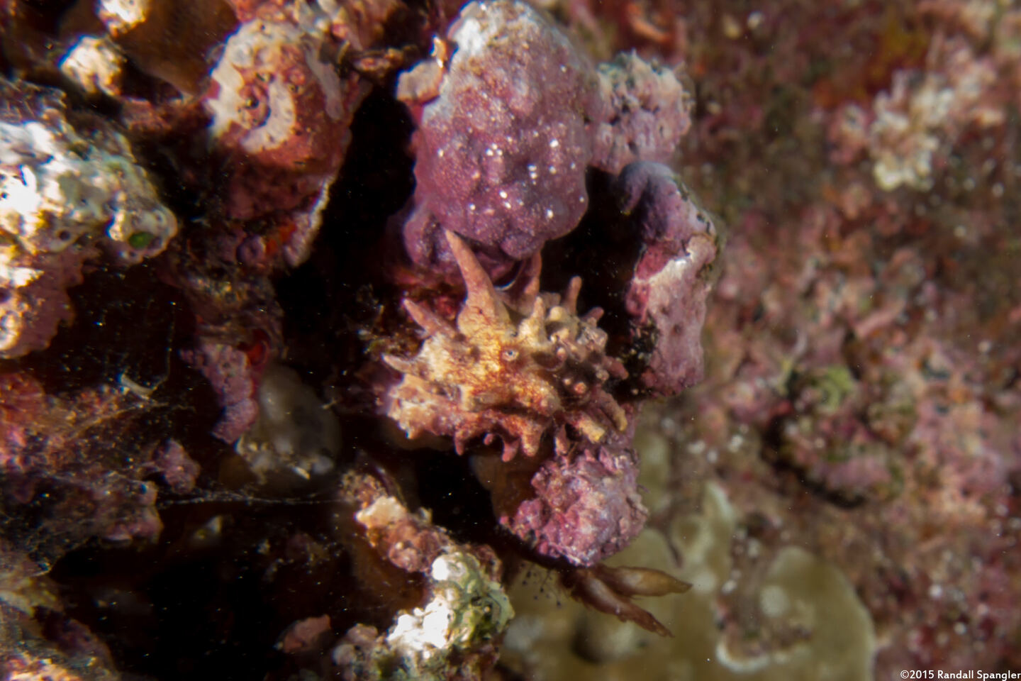 Drupa rubusidaeus (Brilliant Drupe)