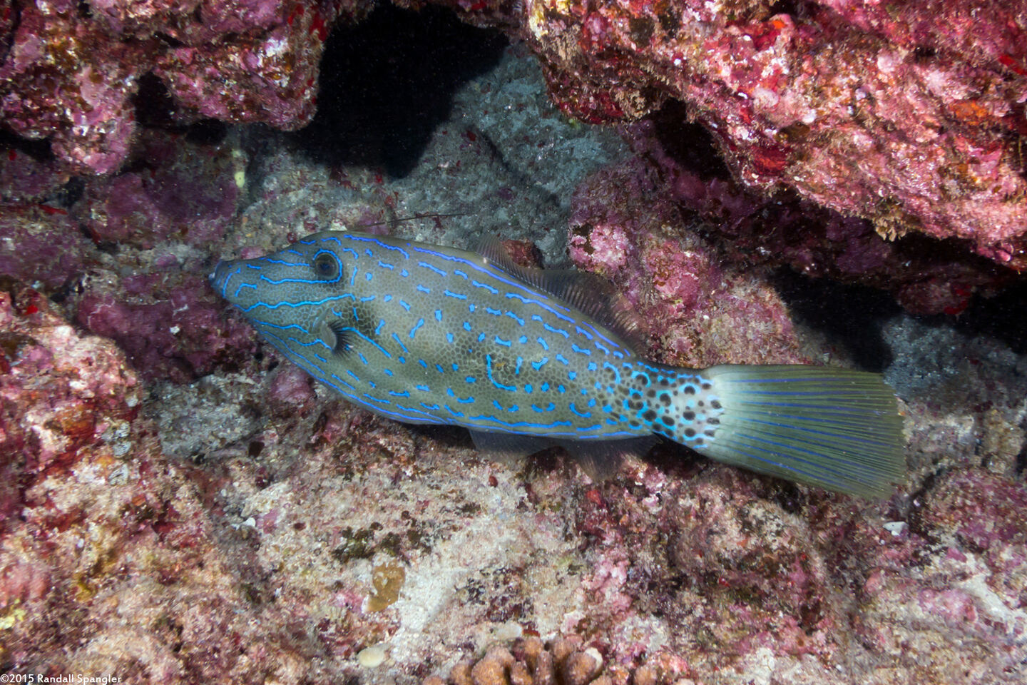 Aluterus scriptus (Scrawled Filefish)
