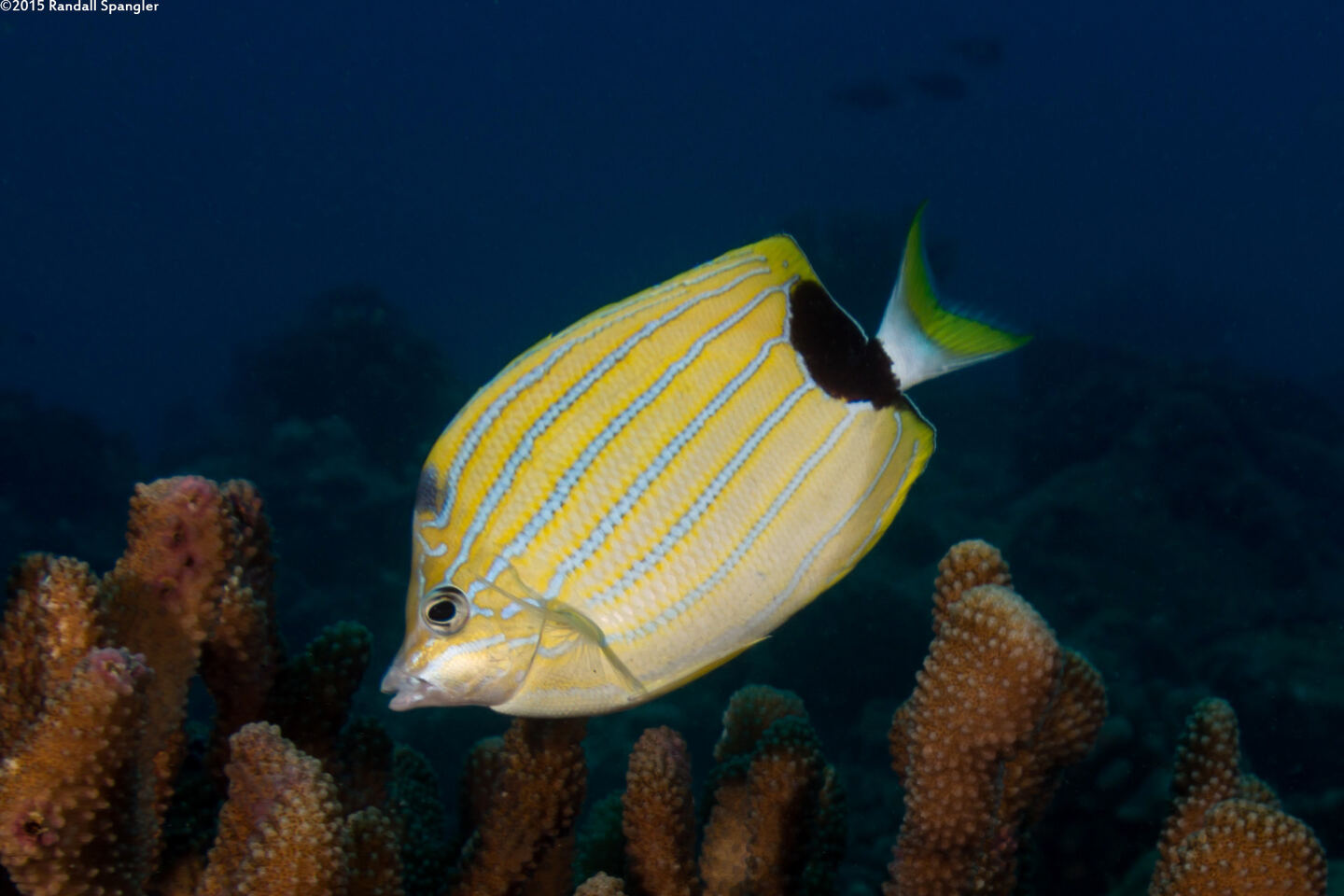 Chaetodon fremblii (Bluestripe Butterflyfish)