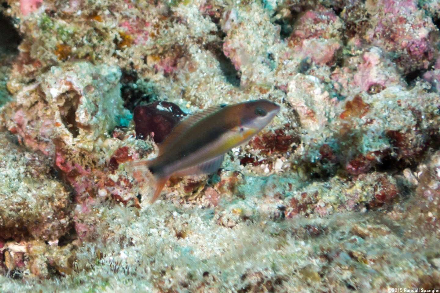 Thalassoma duperrey (Saddle Wrasse)