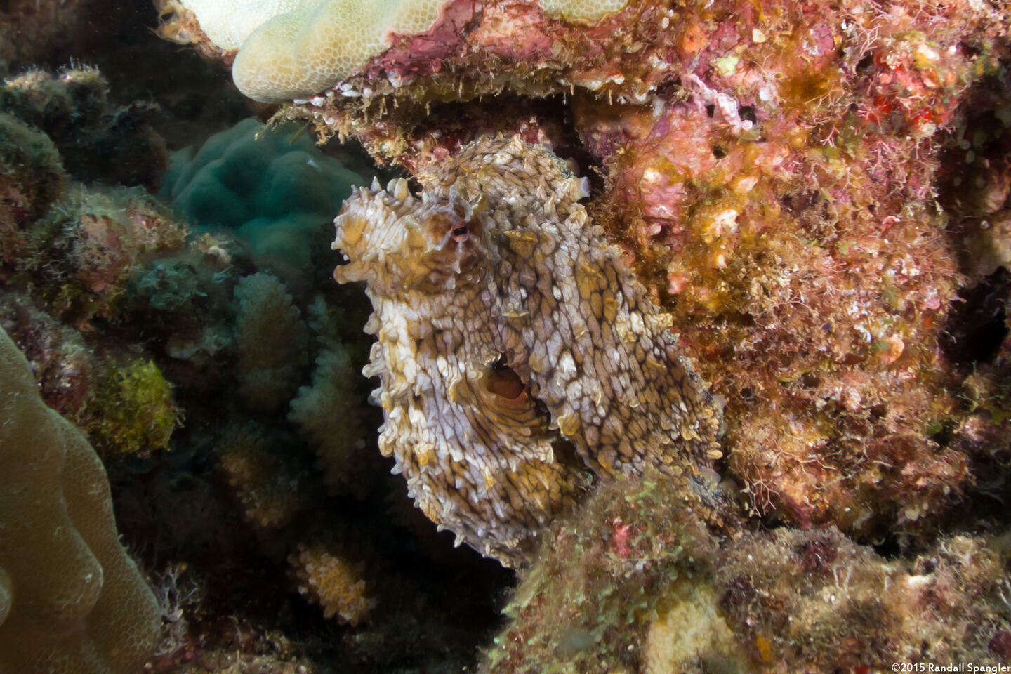 Octopus cyanea (Day Octopus)