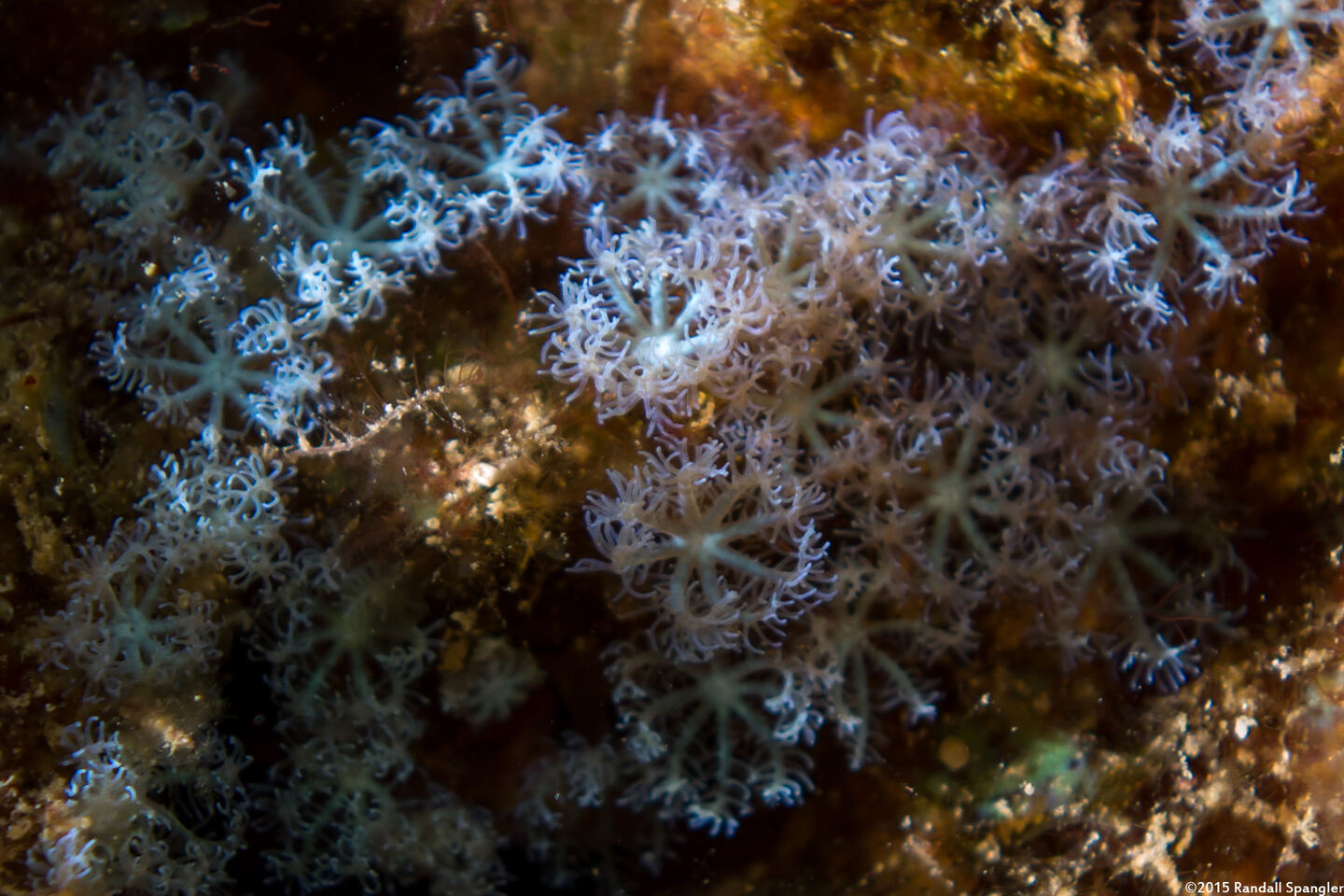 Sarcothelia edmondsoni (Blue Octocoral)