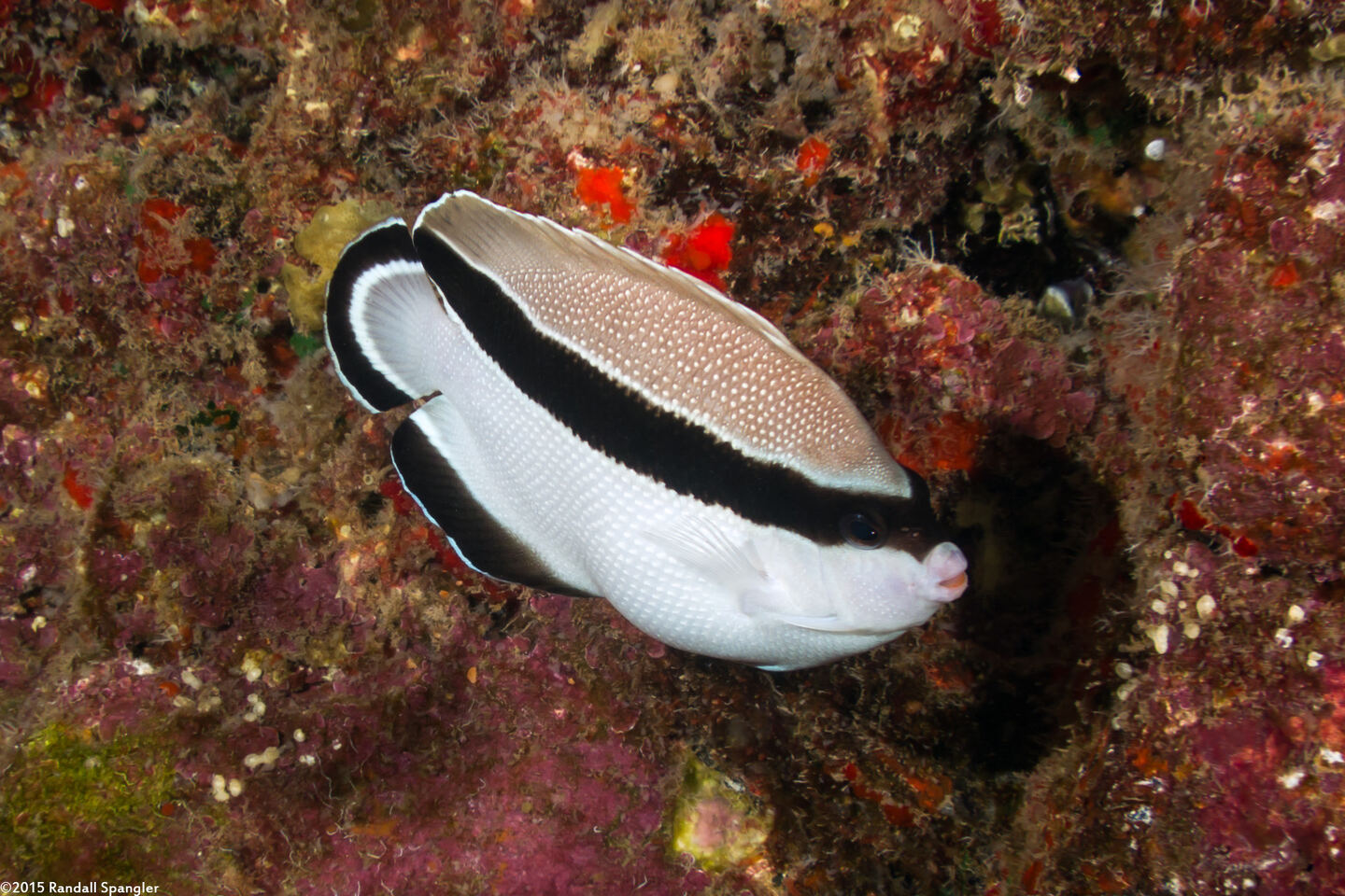 Apolemichthys arcuatus (Bandit Angelfish)