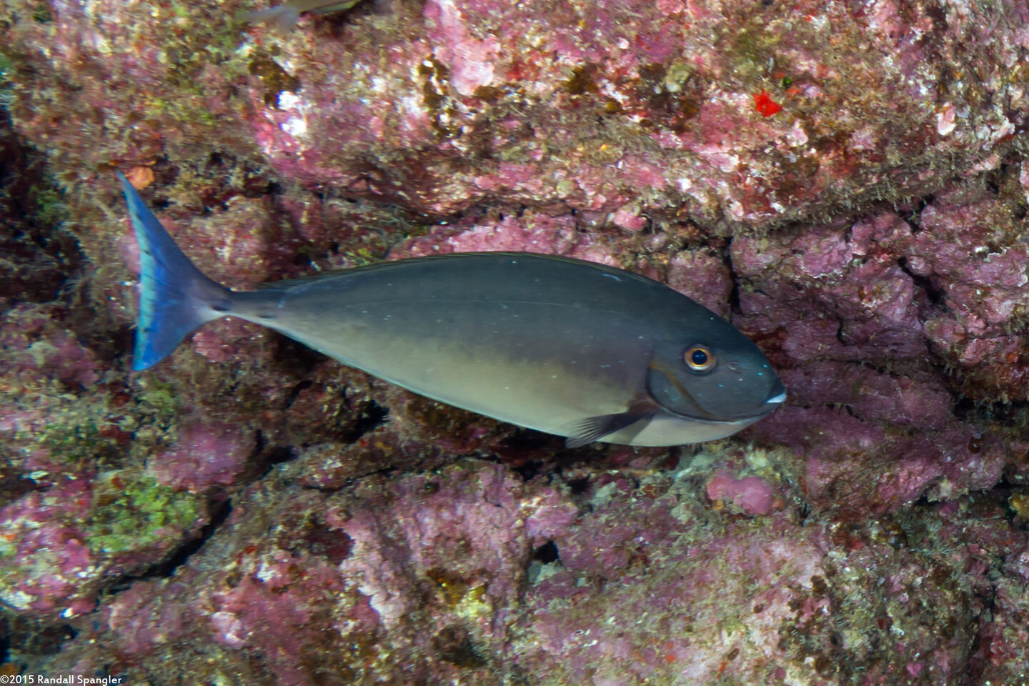 Naso hexacanthus (Sleek Unicornfish)