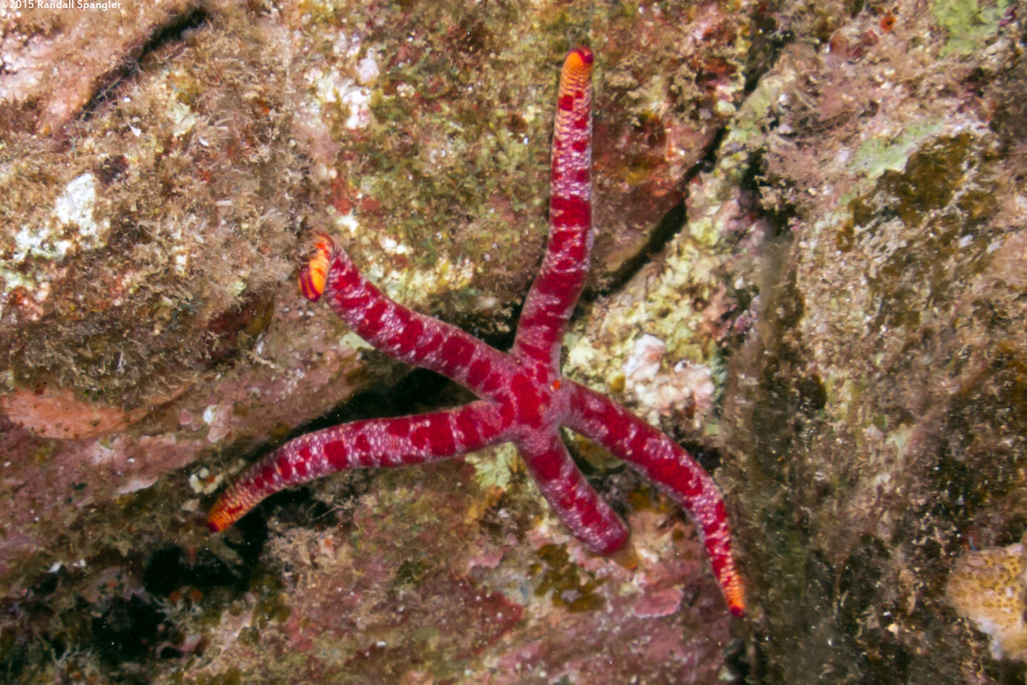 Leiaster glaber (Red Velvet Star)