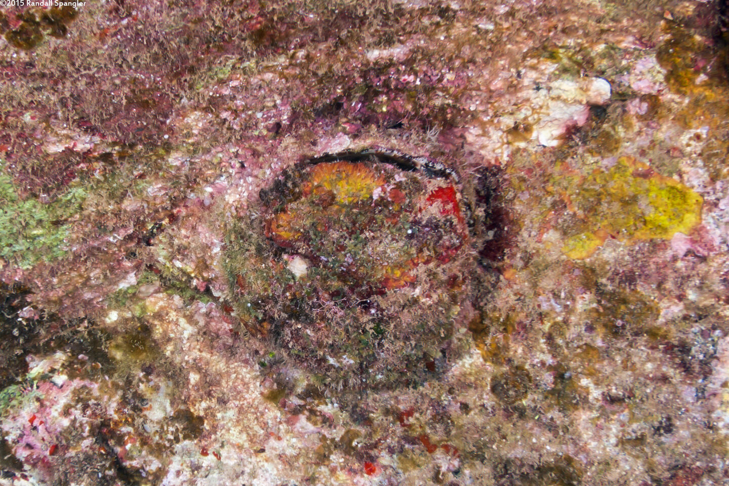 Spondylus violacescens (Cliff Oyster)