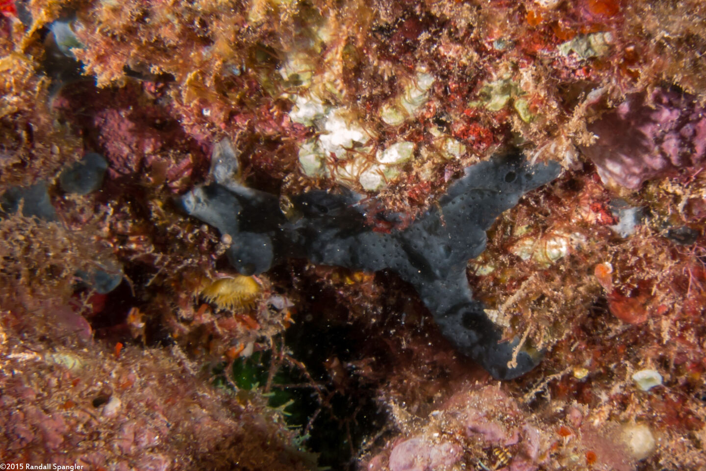 Chondrosia chucalla (Meandering Sponge)