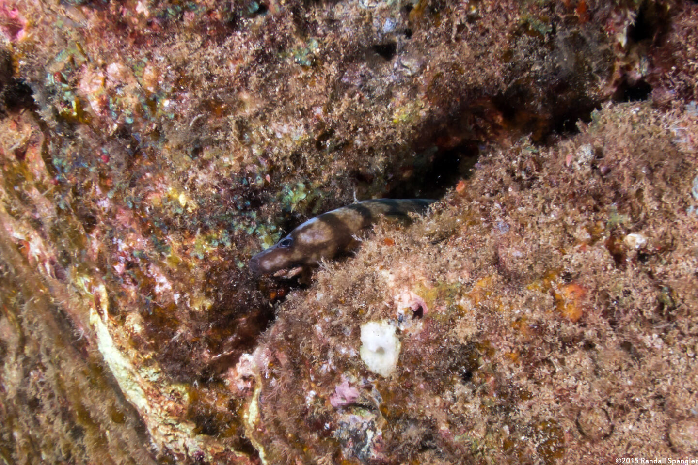 Gymnothorax gracilicauda (Slendertail Moray)