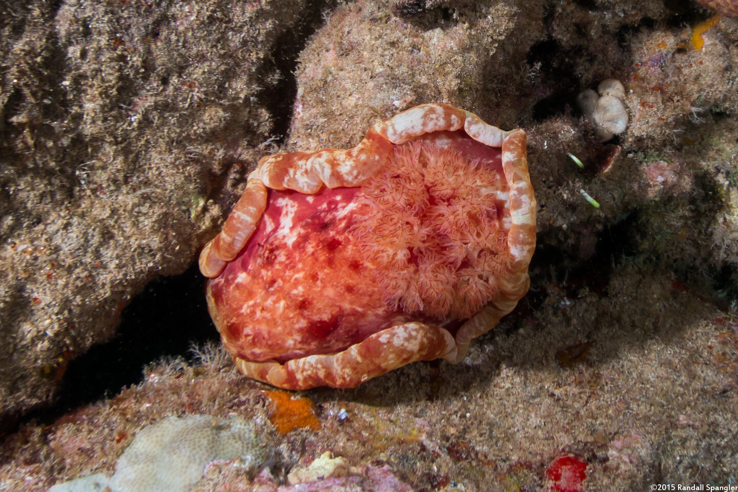 Hexabranchus sandwichensis (Hawaiian Spanish Dancer)