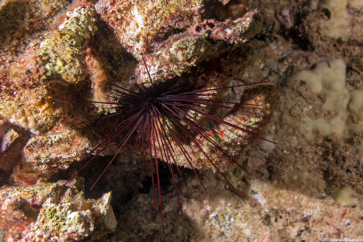 Diadema paucispinum (Long-Spined Urchin)