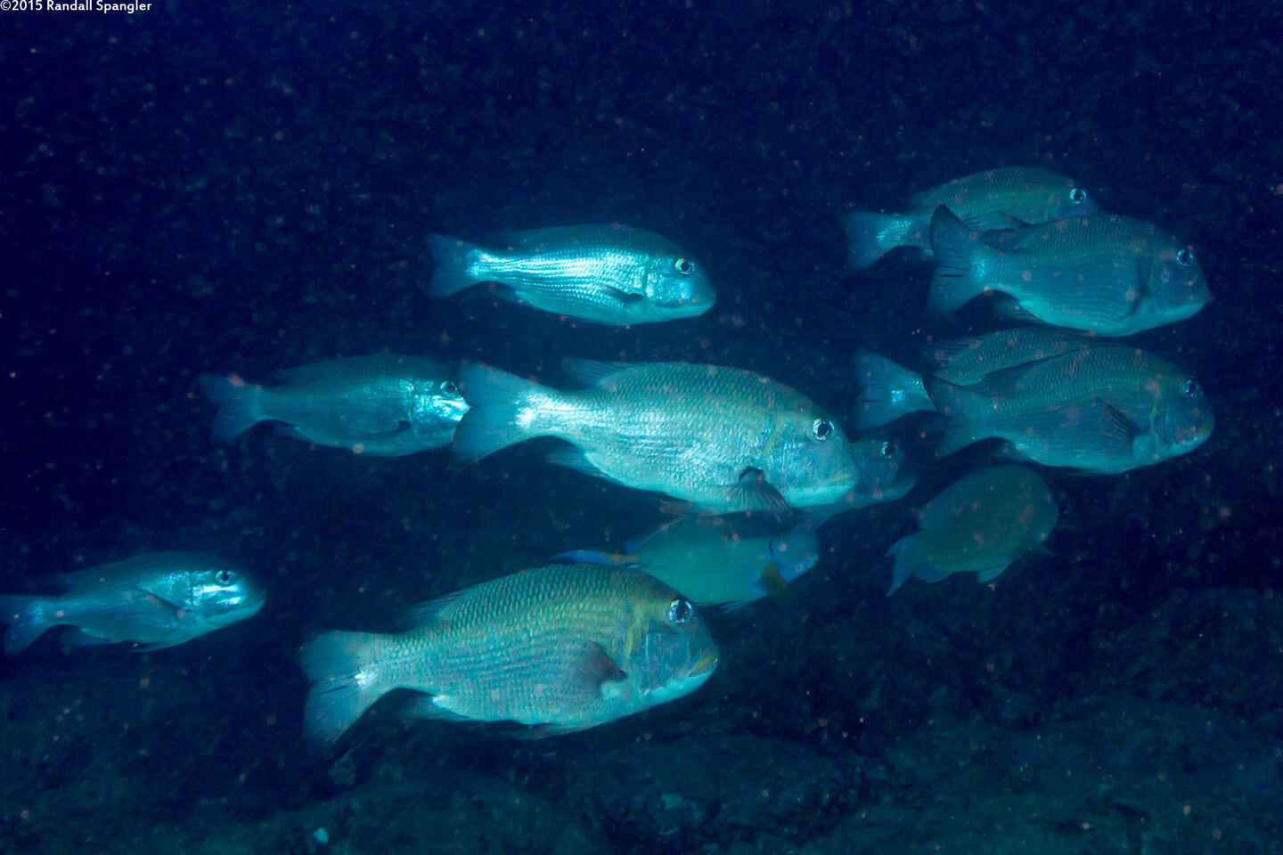 Monotaxis grandoculis (Humpnose Bigeye Bream)
