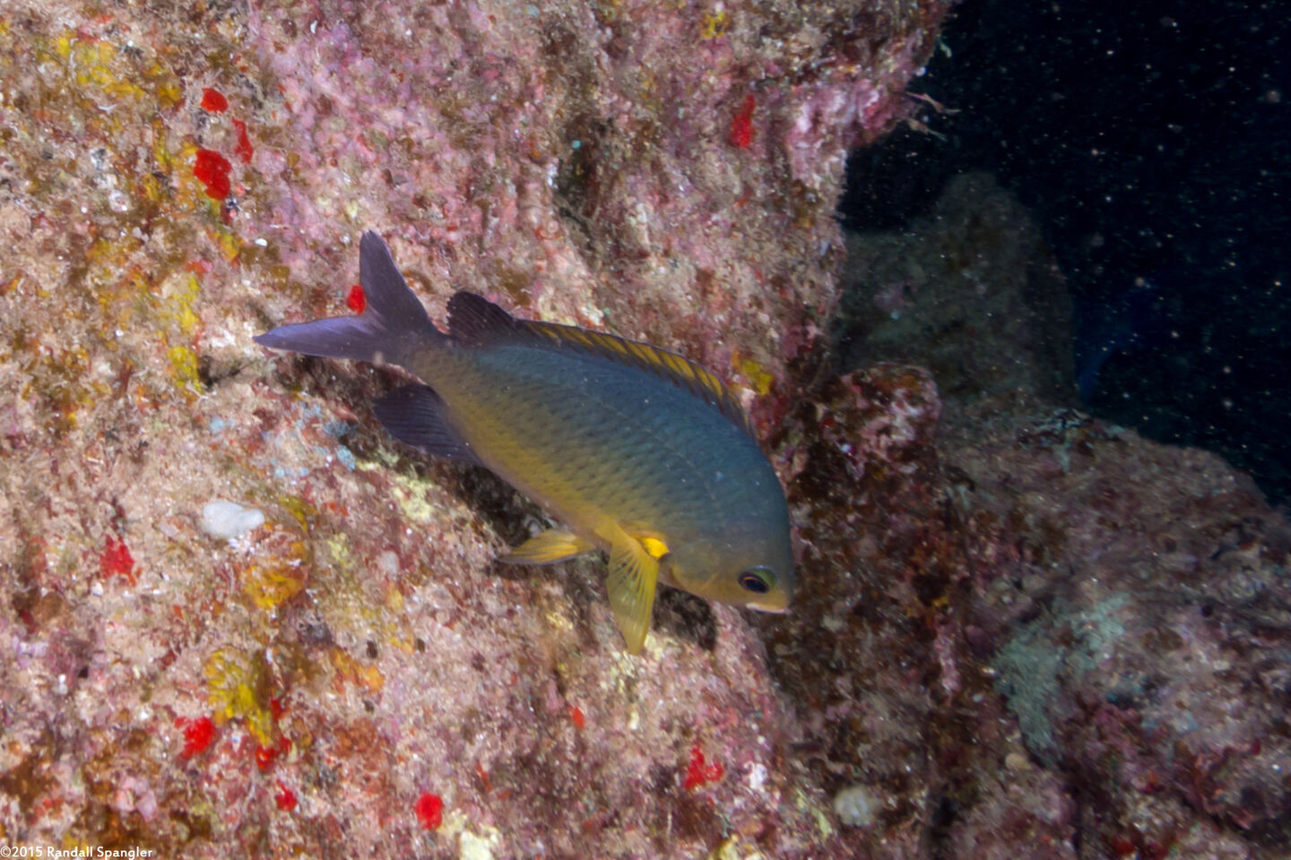 Chromis ovalis (Oval Chromis)