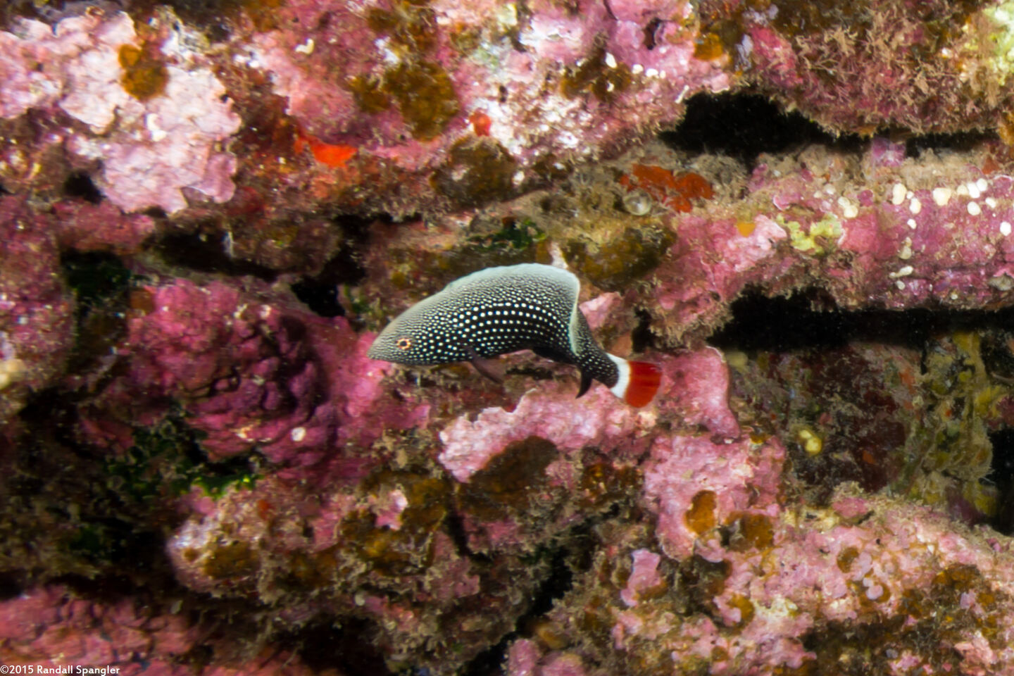 Anampses chrysocephalus (Psychedelic Wrasse)