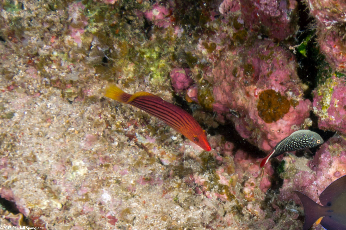 Pseudocheilinus octotaenia (Eightline Wrasse)
