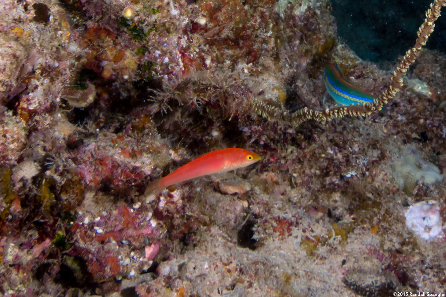 Pseudojuloides cerasinus (Pencil Wrasse)