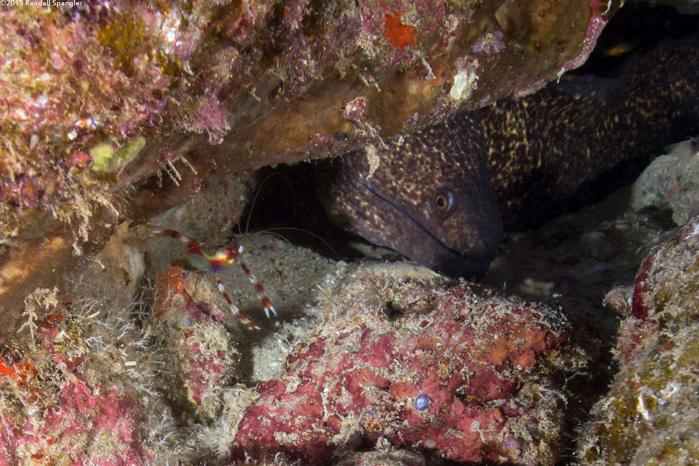 Stenopus hispidus (Banded Coral Shrimp); With a yellowmargin moray