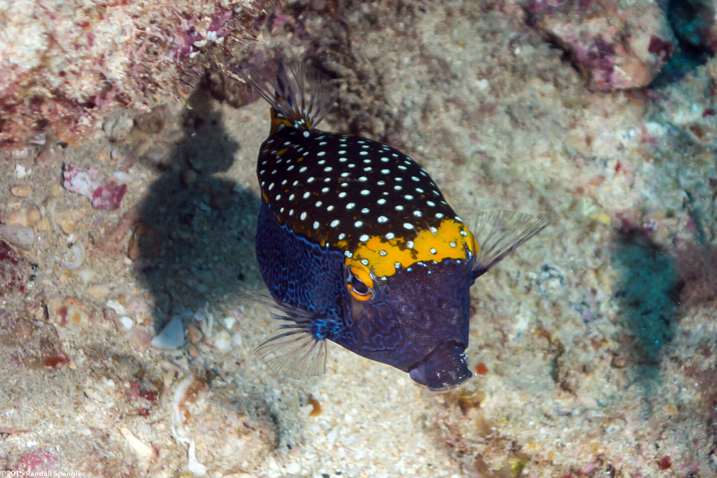 Ostracion meleagris (Spotted Boxfish)