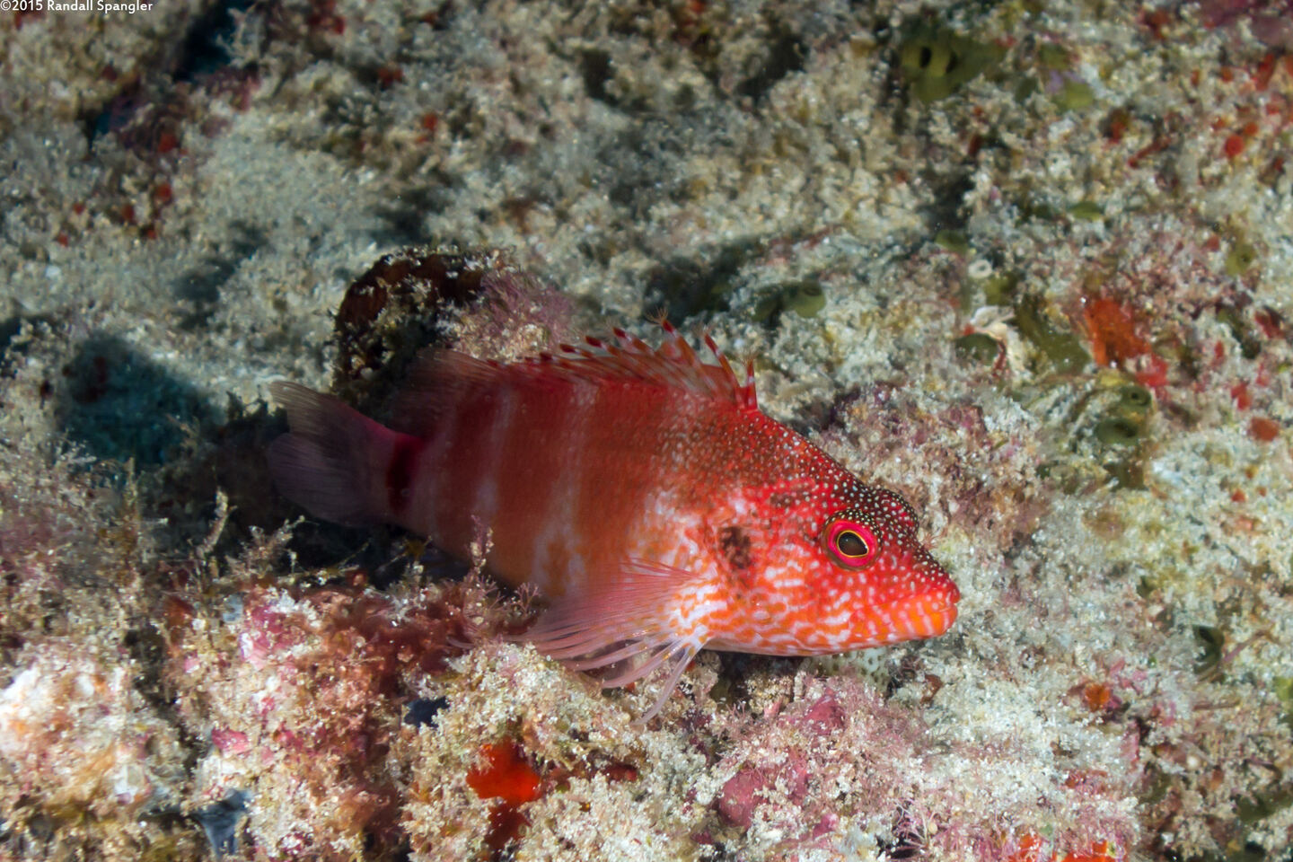Cirrhitops fasciatus (Redbarred Hawkfish)