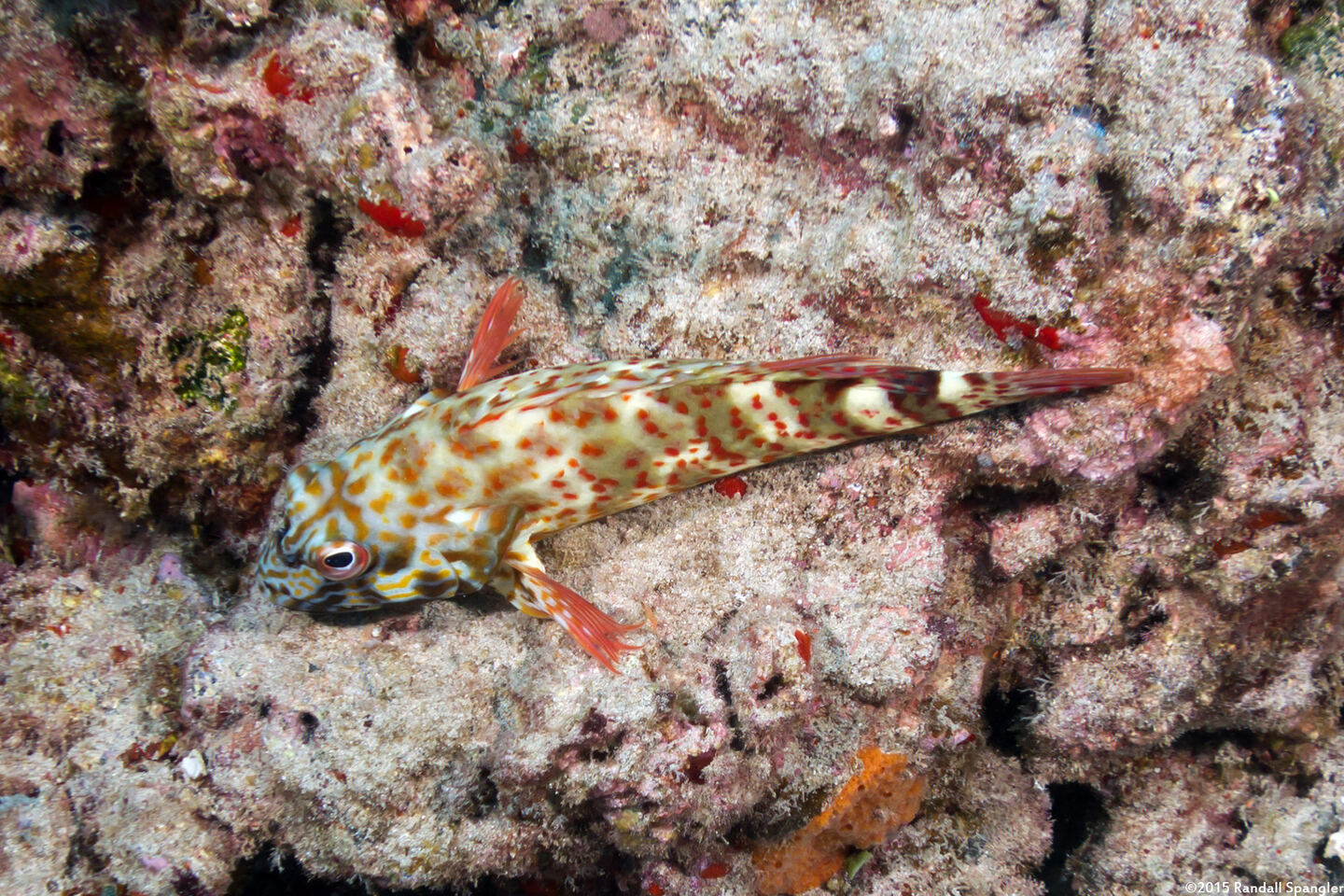 Cirrhitus pinnulatus (Stocky Hawkfish)