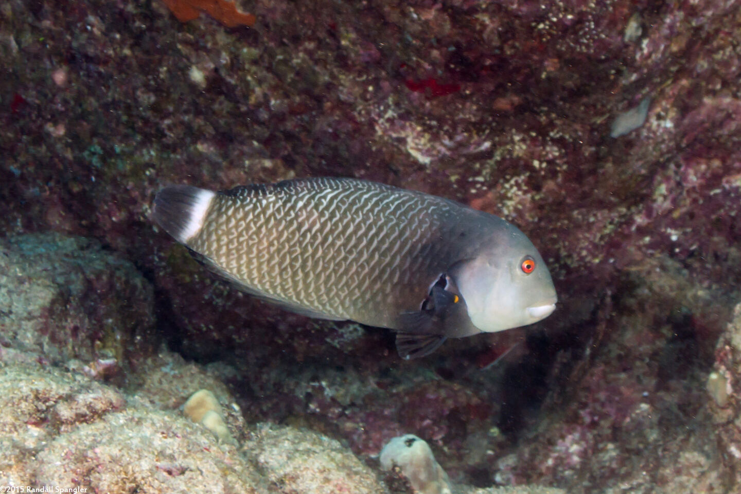 Novaculichthys taeniourus (Rockmover Wrasse)