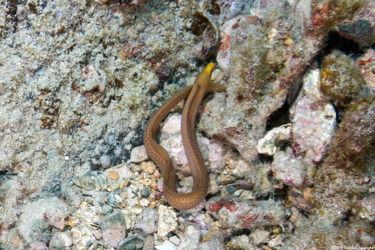 Gymnothorax melatremus (Dwarf Moray)