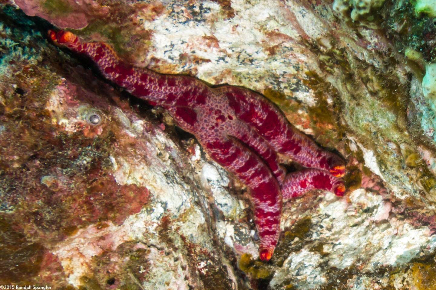 Leiaster glaber (Red Velvet Star)