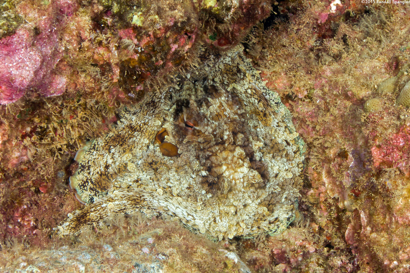 Octopus cyanea (Day Octopus)
