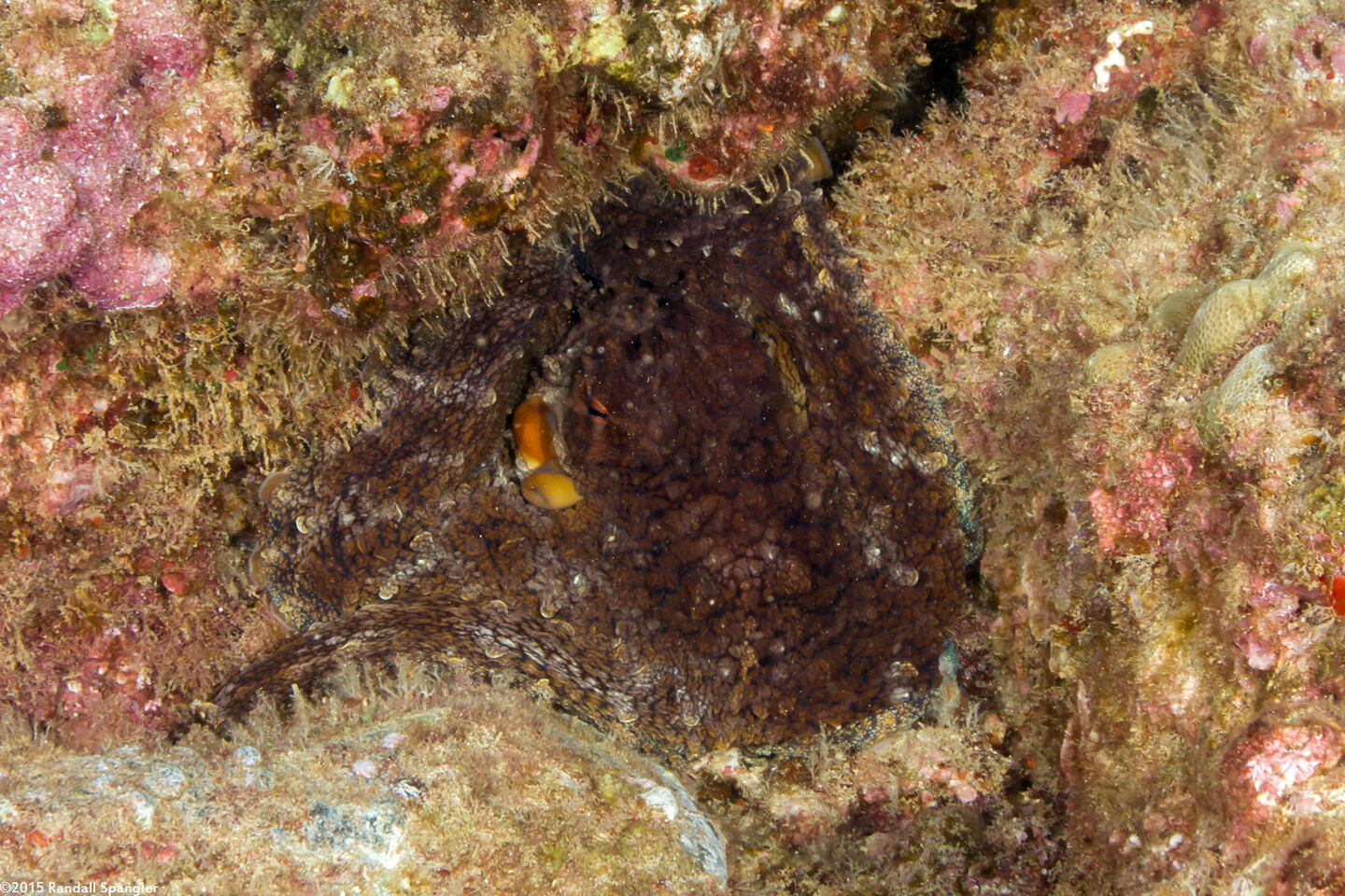 Octopus cyanea (Day Octopus)