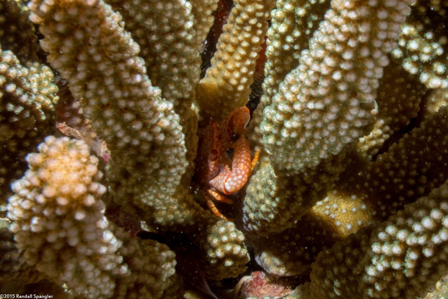 Trapezia flavopunctata (Yellow-Spotted Guard Crab)