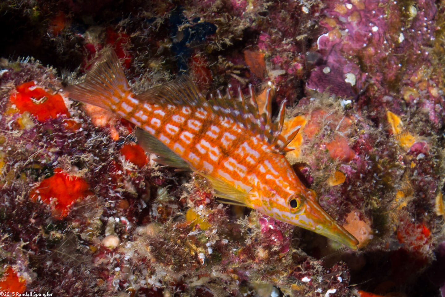 Oxycirrhites typus (Longnose Hawkfish)