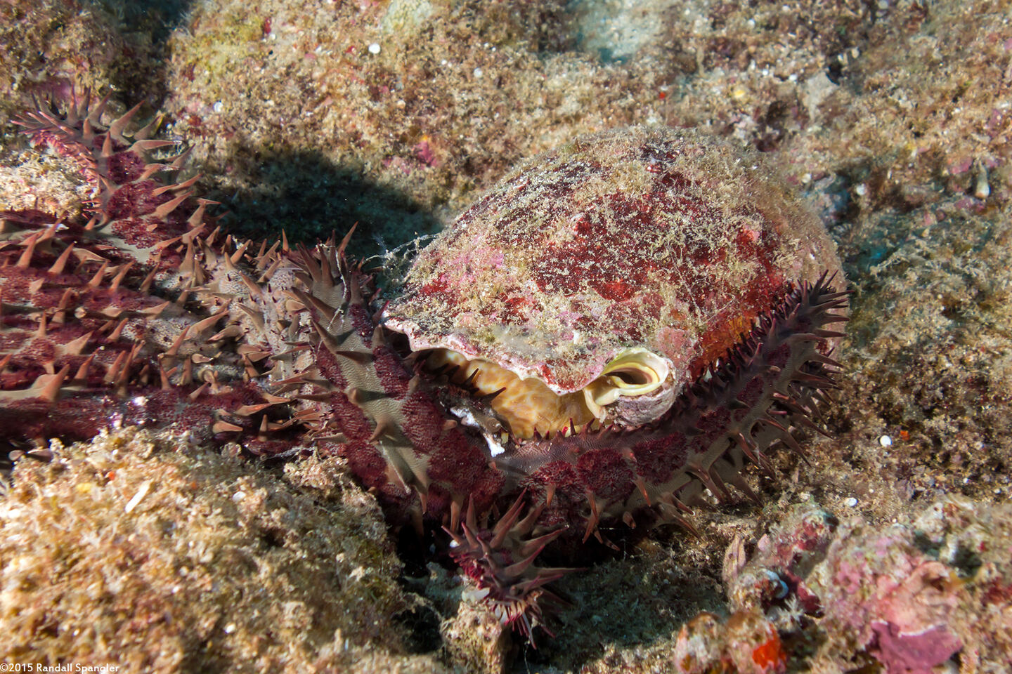 Charonia tritonis (Triton's Trumpet); Eating a crown-of-thorns star