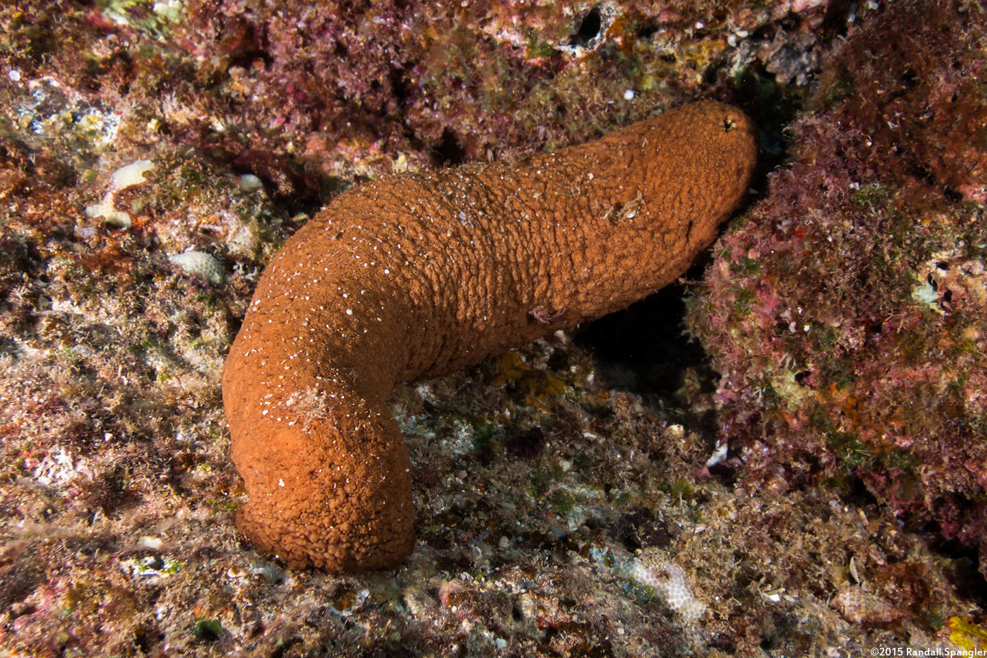 Actinopyga obesa (Plump Sea Cucumber)