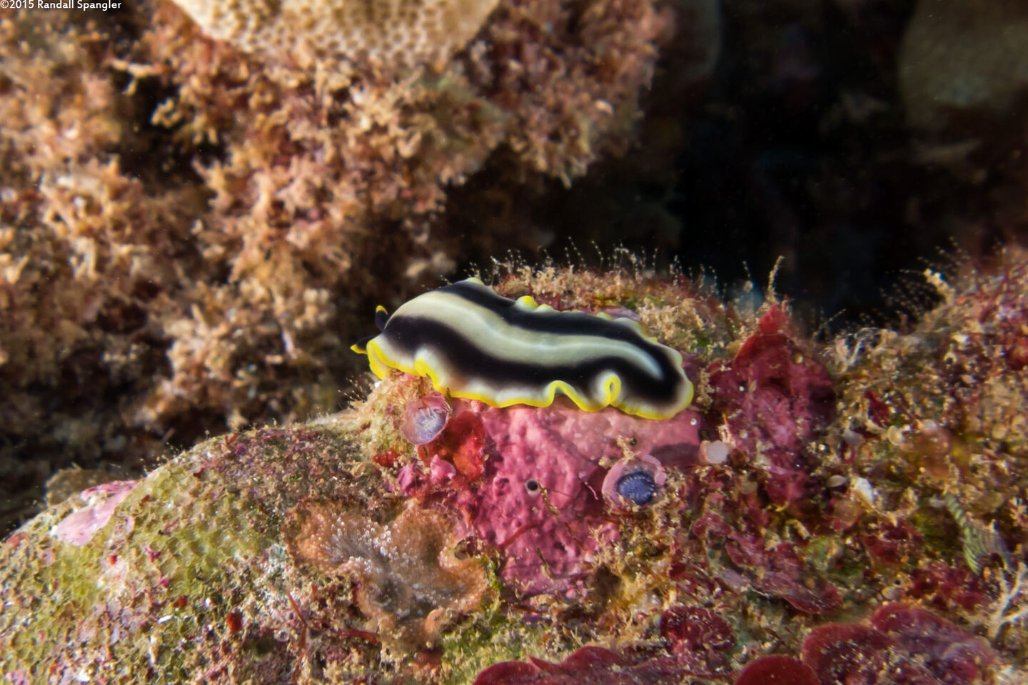 Pseudoceros paralaticlavus (Gold Rim Flatworm)